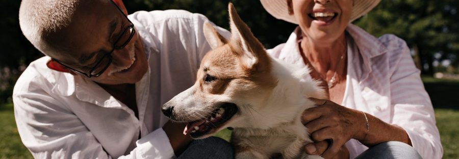 El Impacto Positivo de las Mascotas en la Vida de los Adultos Mayores